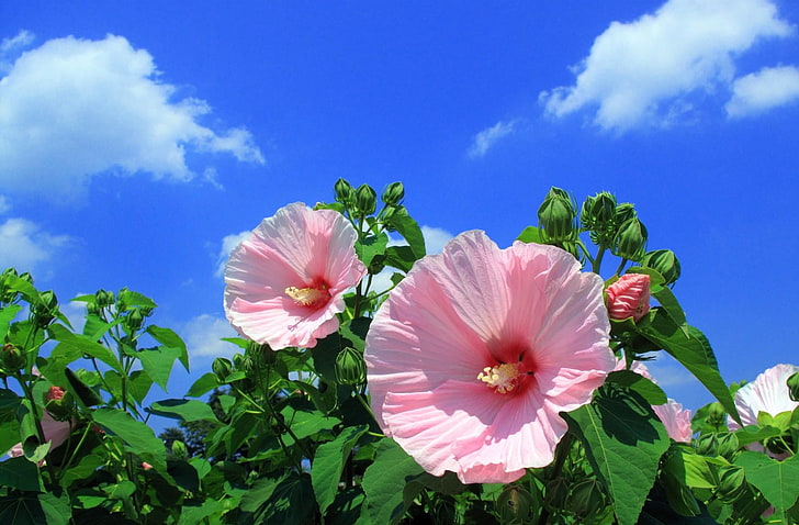 bladoróżowy kwiat płatkowy, malwa, kwiaty, niebo, chmury, niebieski, Tapety HD