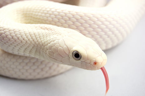 белая змея, язык, змеи, альбинос, HD обои HD wallpaper