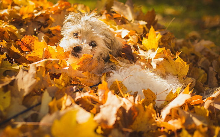 Puppy playing with leaves, white shih tzu, animals, 2560x1600, puppy, HD wallpaper