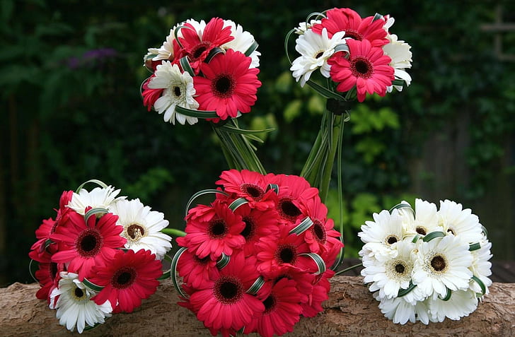 Gerbera, Flores, Buquês, Vermelho, Branco, Combinação, HD papel de parede