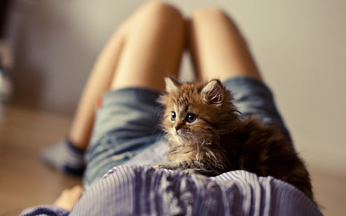 braunes Kätzchen, Kätzchen, Beine, liegend, Katze, Tiere, Ben Torode, Frauen, HD-Hintergrundbild HD wallpaper