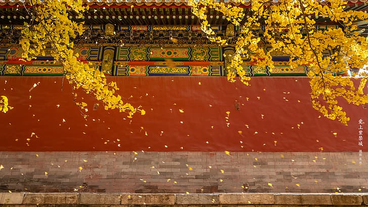 Chinese architecture, ginko, the Imperial Palace, HD wallpaper