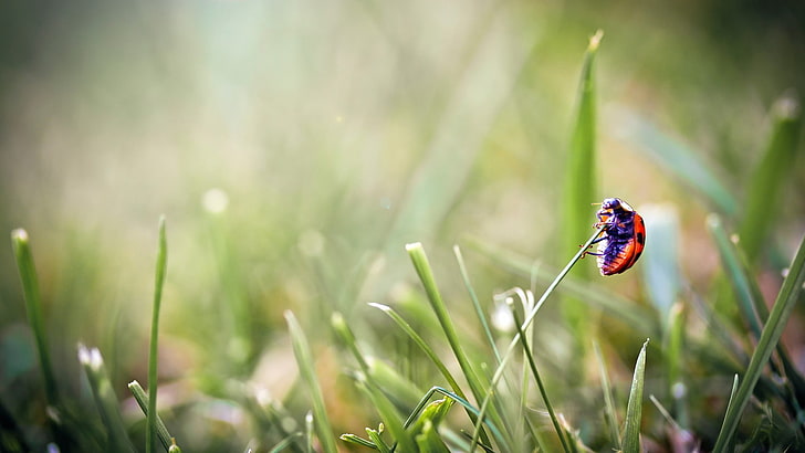 roter Marienkäfer, Marienkäfer, Gras, Insekt, Makro, Natur, HD-Hintergrundbild