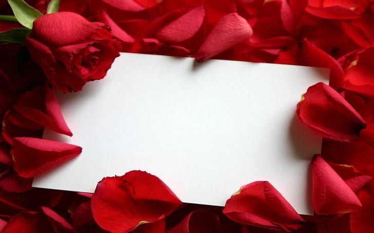 Rose Flower Petals Envelope Hd Wallpaper 21907, HD wallpaper