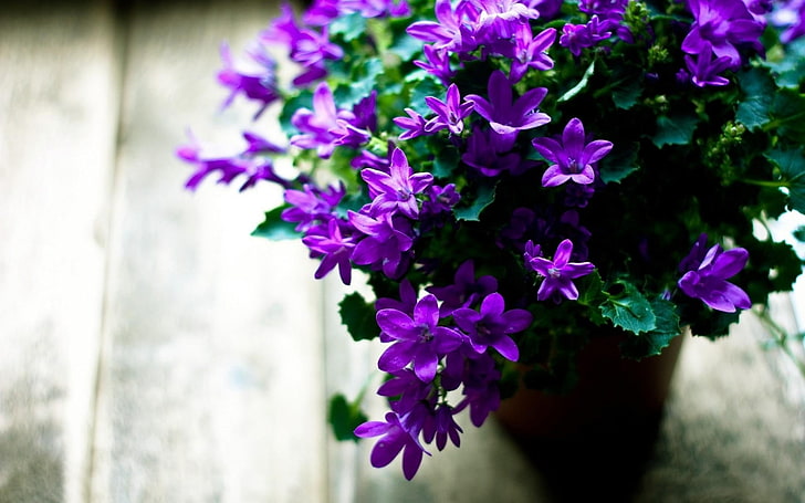 leaves sharpness-Beautiful flowers HD wallpaper, purple bellflowers, HD wallpaper
