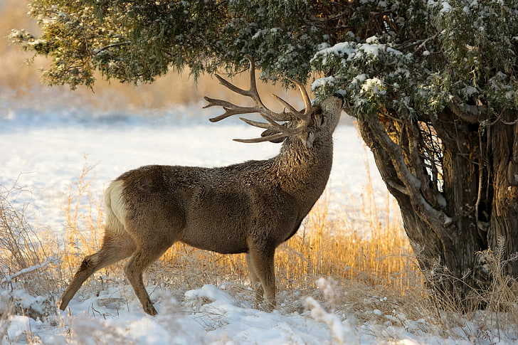 snow, tree, deer, juniper, HD wallpaper