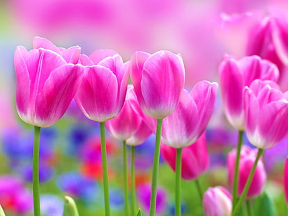 Bunga-bunga tulip merah muda yang indah, latar belakang blur, Cantik, Merah muda, tulip, Bunga, Blur, Latar belakang, Wallpaper HD HD wallpaper