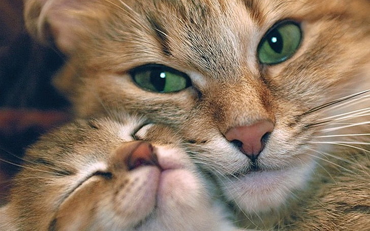short-coated gray cat and kitten, cat, kitten, tenderness, caring, face, HD wallpaper