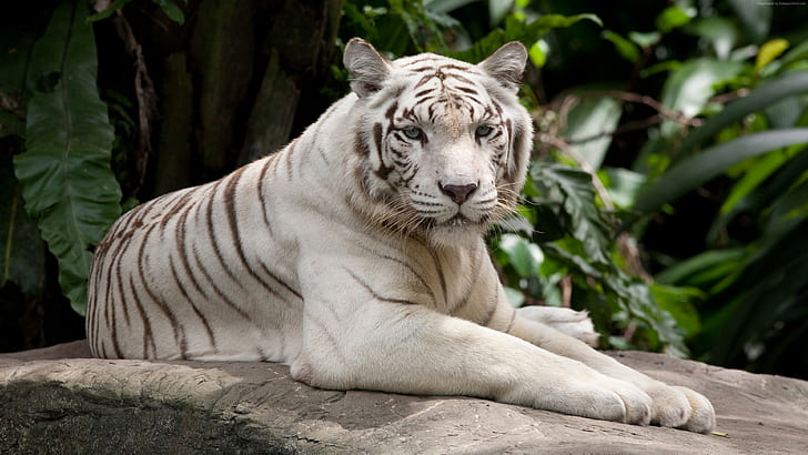 животные, природа, белый тигр, дикий, HD обои