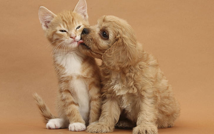 Dog and Cat Kissing, orange tabby kitten; brown american cocker spaniel puppy, cat kiss, dog kiss, relationship, funny, HD wallpaper