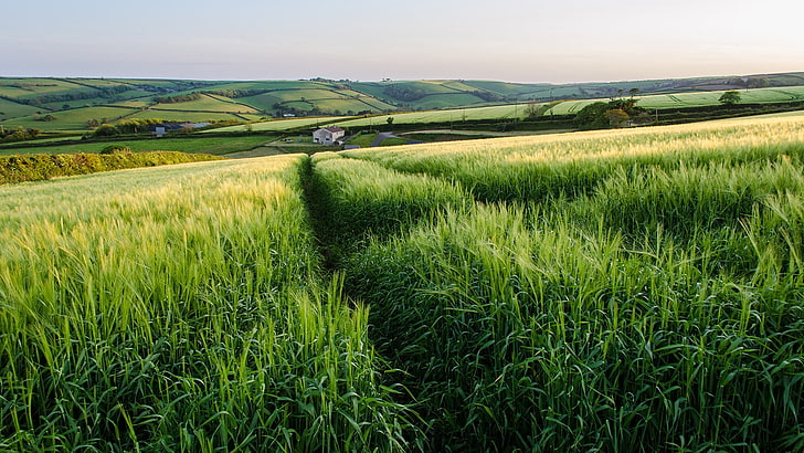 зелена тревна площ, пейзаж, Англия, трева, равнини, HD тапет