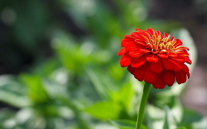 붉은 백일초, 붉은 꽃, 꽃, 1920x1200, 백일초, HD 배경 화면