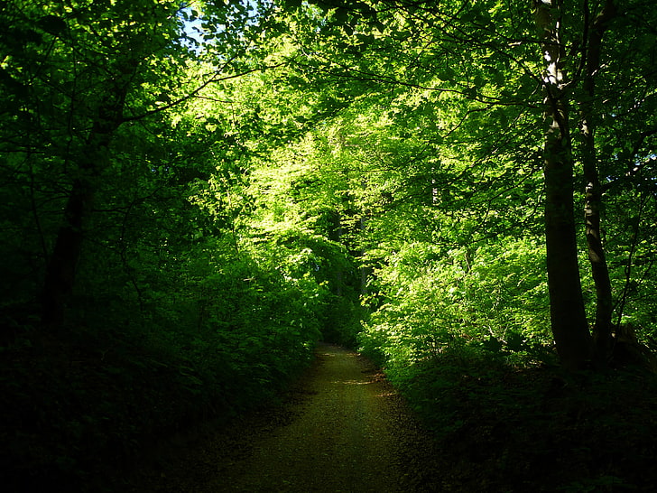 green leafed tress, landscape, light green, forest, summer, green, foliage, HD wallpaper
