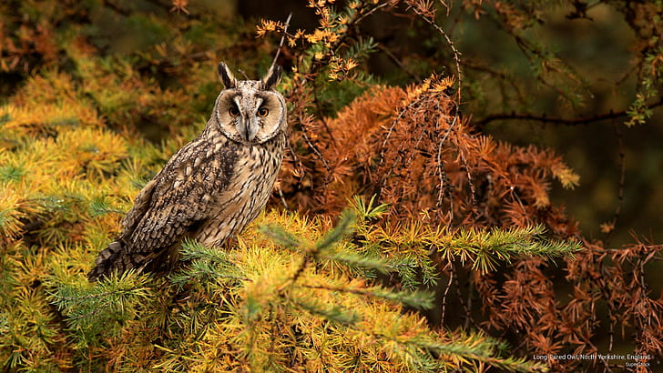 Long-Eared Owl, North Yorkshire, England, Birds, HD wallpaper