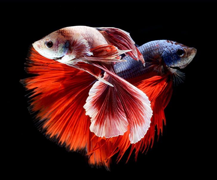 ปลากัดสีสันสดใสปลากัดสยามเขตร้อน, วอลล์เปเปอร์ HD