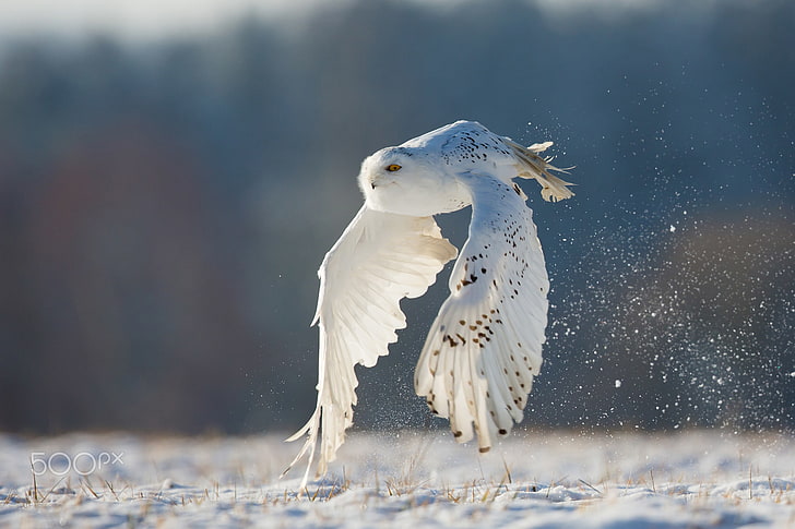 musim dingin, penerbangan, burung hantu, putih, kutub, Wallpaper HD