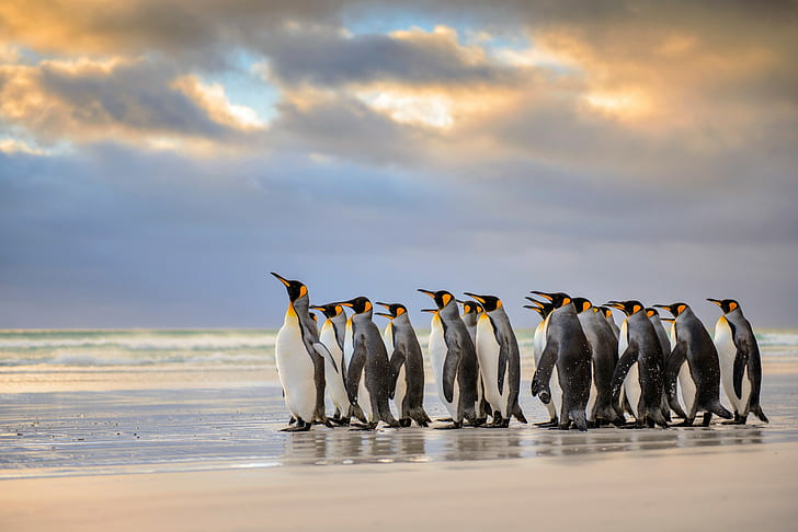 Pinguins rei, ilhas falkland, pinguim imperador, pinguins rei, ilhas falkland, praia atlântica, HD papel de parede