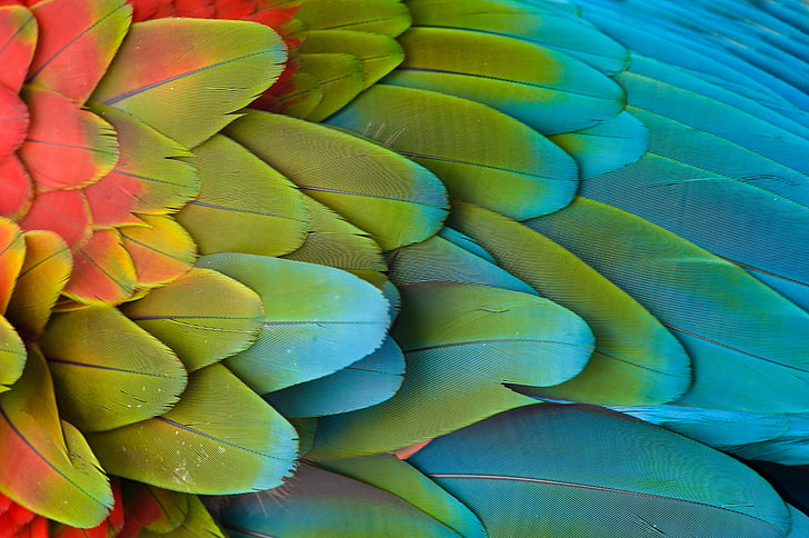 plumas de guacamayo azul, verde y rojo, plumas, ala, loro, Fondo de pantalla HD