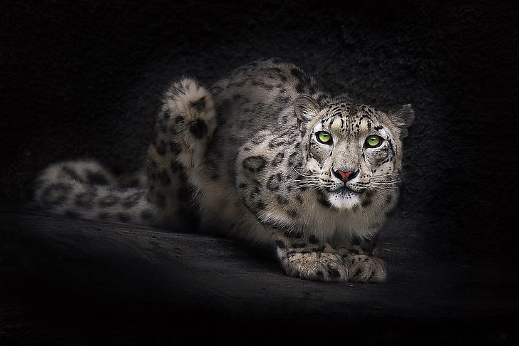 léopard blanc, regard, visage, fond, fond d'écran, léopard des neiges, IRBIS, sombre, Fond d'écran HD