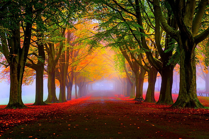 papel tapiz digital de árboles de hojas verdes y naranjas, parque, otoño, niebla, follaje, árboles, Fondo de pantalla HD