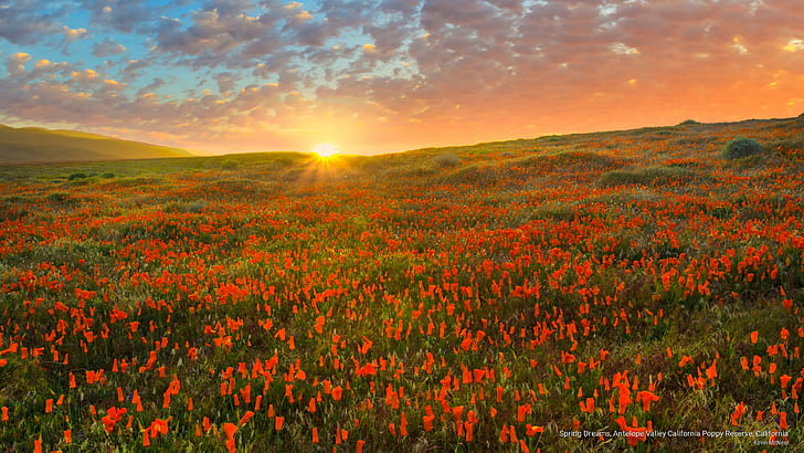 봄 꿈, 영양 밸리 캘리포니아 양귀비 보호구, 캘리포니아, 꽃 / 정원, HD 배경 화면