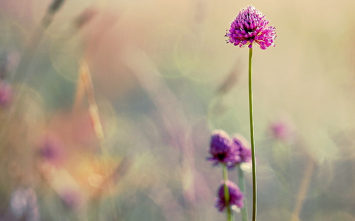 purple petaled flower, clover, flowers, blur, stem, field, HD wallpaper