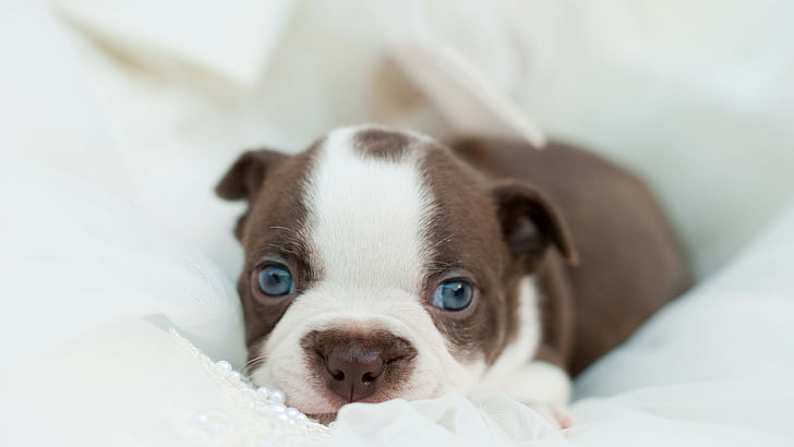 白い布、ブルドッグ、犬、子犬、面白いペット、かわいい動物の上に横たわるチョコレートと白のピット・ブルの子犬、 HDデスクトップの壁紙