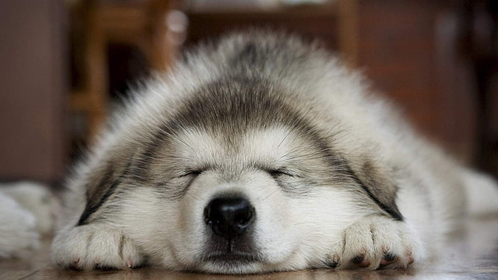 long-coated white and gray dog, dog, animals, sleeping, HD wallpaper
