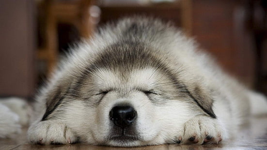 เคลือบยาวสีขาวและสีเทาสุนัขสุนัขสัตว์นอนหลับ, วอลล์เปเปอร์ HD HD wallpaper