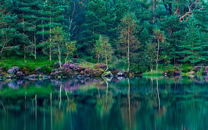 body of water beside trees, landscape, nature, lake, forest, green, reflection, wildflowers, trees, grass, England, spring, HD wallpaper