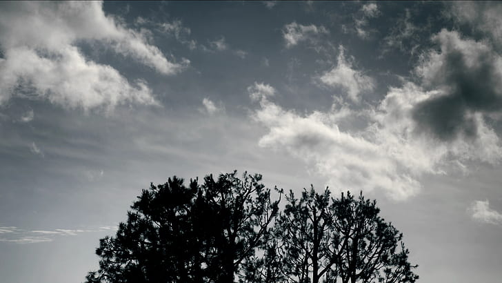 Tree Shadow Clouds BW HD, silhouette of trees, nature, clouds, bw, tree, shadow, HD wallpaper