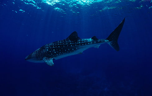подводные, акулы, китовые акулы, лучшие места для дайвинга в мире, синее море, туризм, дайвинг, Южно-Китайское море, Филиппины, HD обои HD wallpaper