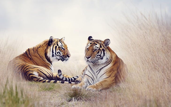 animals, nature, tiger, pair, tigers, HD wallpaper