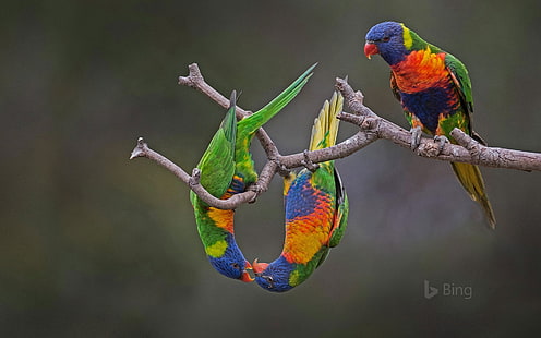 Rainbow lorikeets in Werribee Australia-2017 Bing .., HD wallpaper HD wallpaper