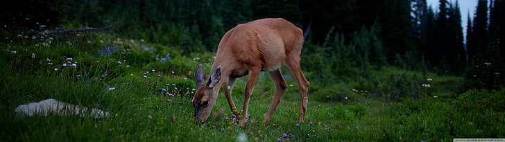 brown deer, deer, animals, nature, HD wallpaper