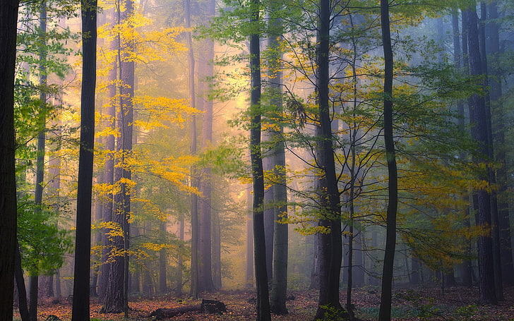 alam, pemandangan, hutan, pagi, kabut, jatuh, daun, pohon, berwarna-warni, Wallpaper HD