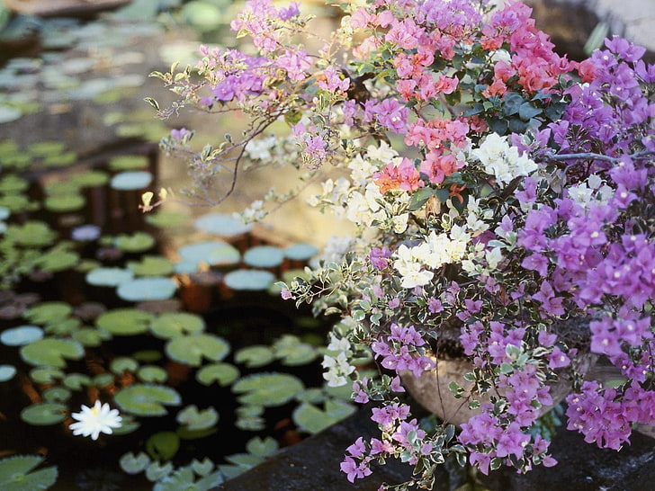purple and pink flowers, flowers, balcony, planters, pond, leaves, HD wallpaper