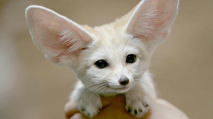 White Fennec HD, white and pink fennec fox, cute, ears, eyes, fennec, white, HD wallpaper