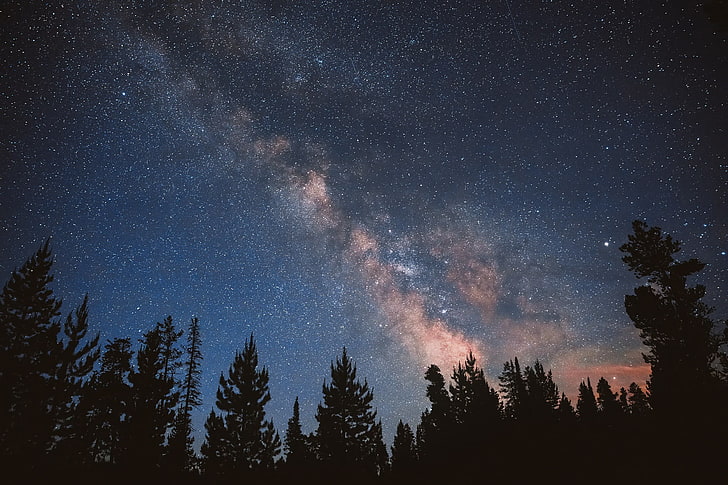 силуэт деревьев под звездами ночью, лес, небо, звёзды, ночь, млечный путь, HD обои