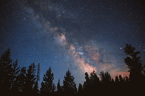 siluet pohon di bawah bintang di malam hari, hutan, langit, bintang, malam, bima sakti, Wallpaper HD HD wallpaper