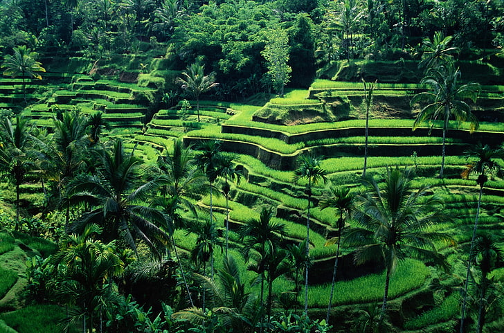 nature, terraced field, Asia, palm trees, rice fields, HD wallpaper