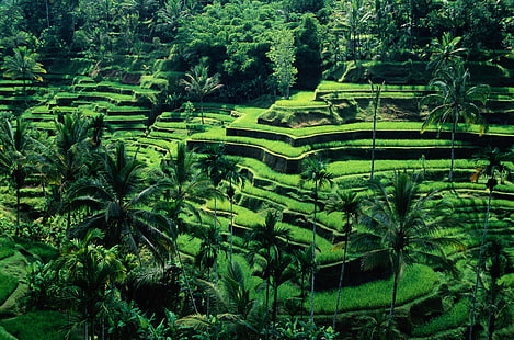nature, terraced field, Asia, palm trees, rice fields, HD wallpaper HD wallpaper