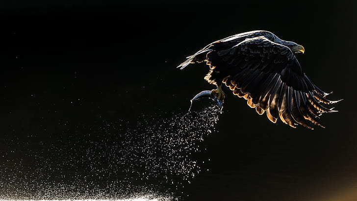 Spritzen, Vogel, Fisch, Adler, Orlan, der dunkle Hintergrund, fangen, HD-Hintergrundbild