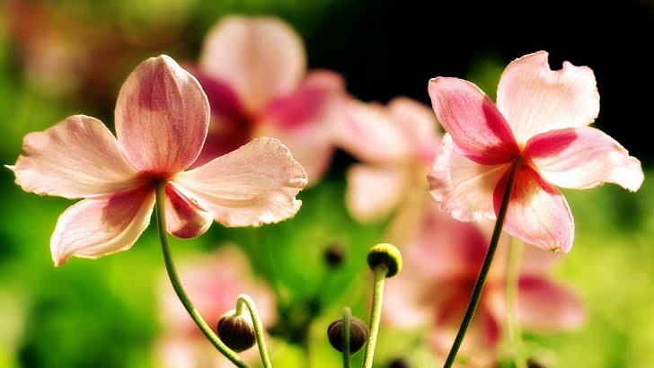 โบเก้, ตา, ดอกไม้, ธรรมชาติ, สีชมพู, ดอกไม้ป่า, วอลล์เปเปอร์ HD
