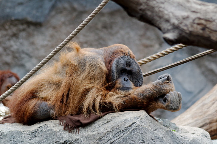 Hamburg, Kebun Binatang, orangutan, Wallpaper HD