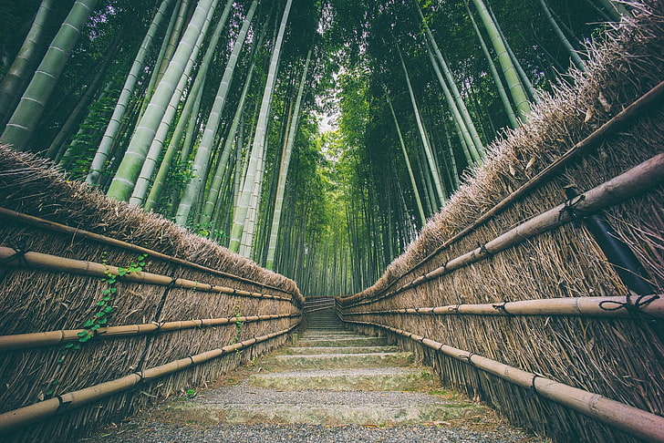 природа, Китай, бамбук, зелено, гора, HD тапет