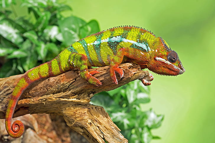 leaves, green, chameleon, background, reptile, bitch, HD wallpaper