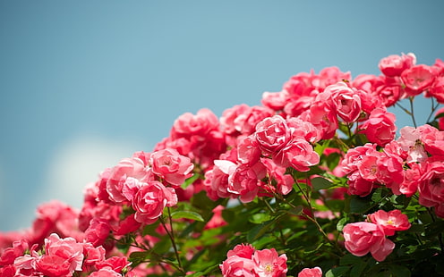 Jardín de flores, hermosa rosa roja, rosas rosadas, jardín, flores, hermoso, rojo, rosa, Fondo de pantalla HD HD wallpaper