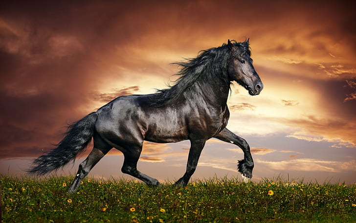الحيوانات ، الحصان ، الحصان الأسود، خلفية HD