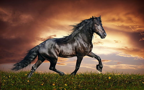 animals, horse, Dark Horse, HD wallpaper HD wallpaper